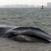 "Emaciated" Beached Whale Buried In Queens